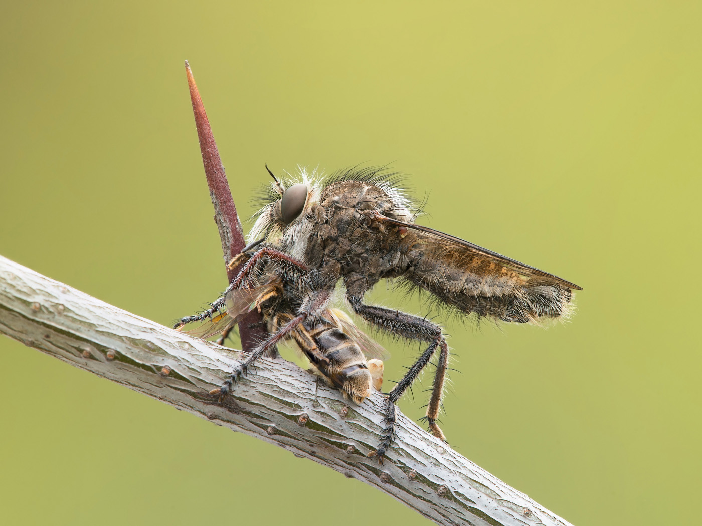 DSC_1520-ktir---_1080