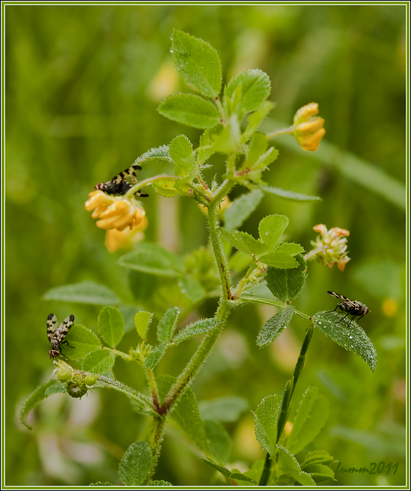 DSC_3471_FMWW