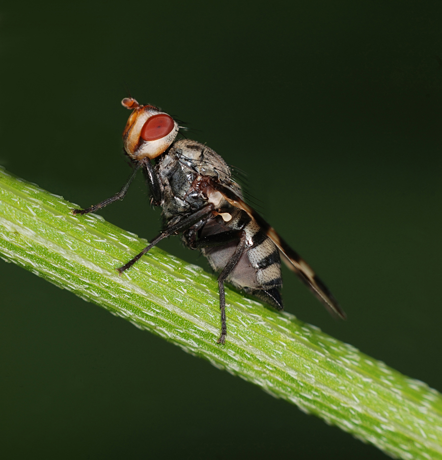 DSC_7120_FMWW