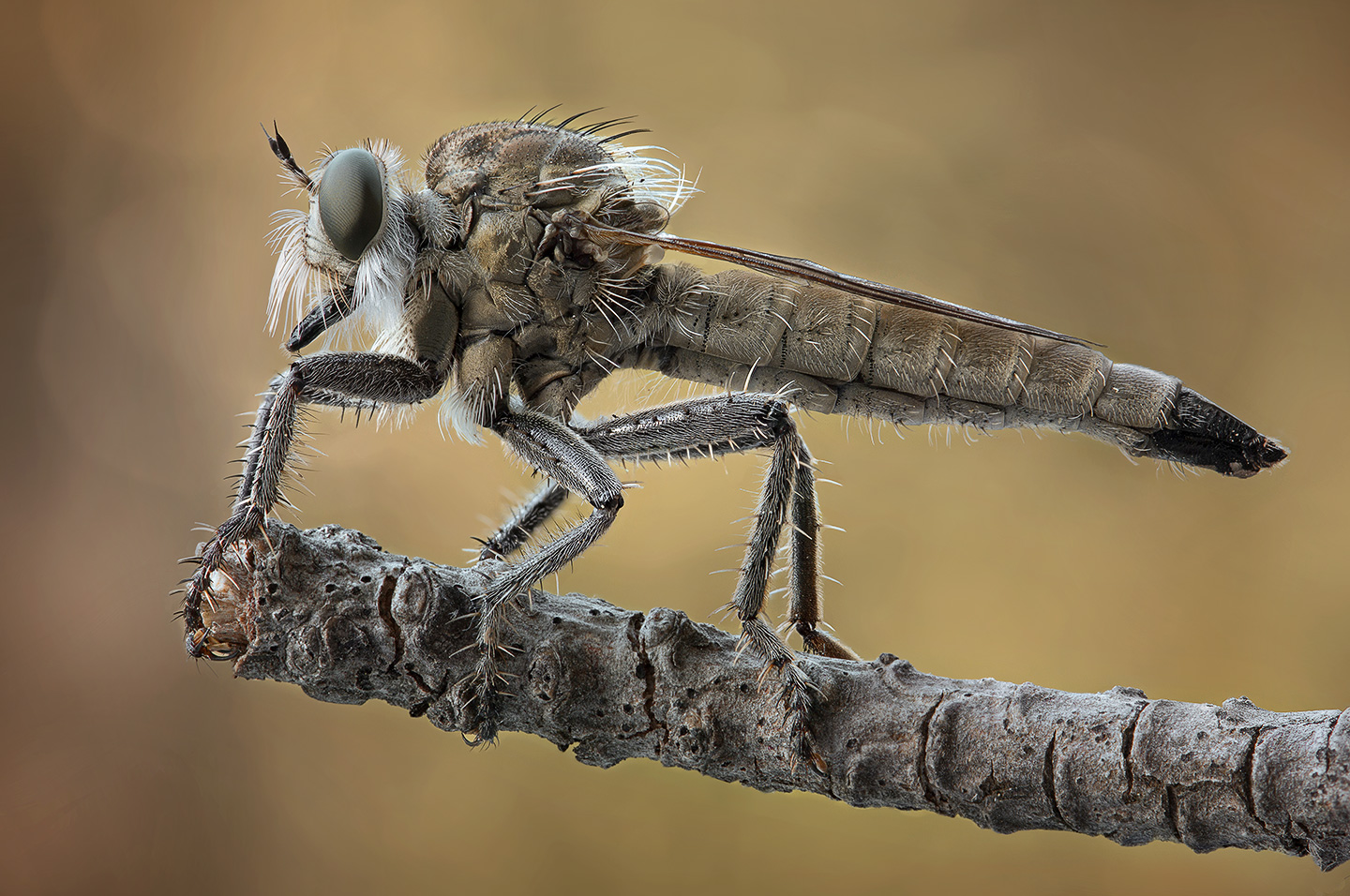 Didysmachus-picipes_1