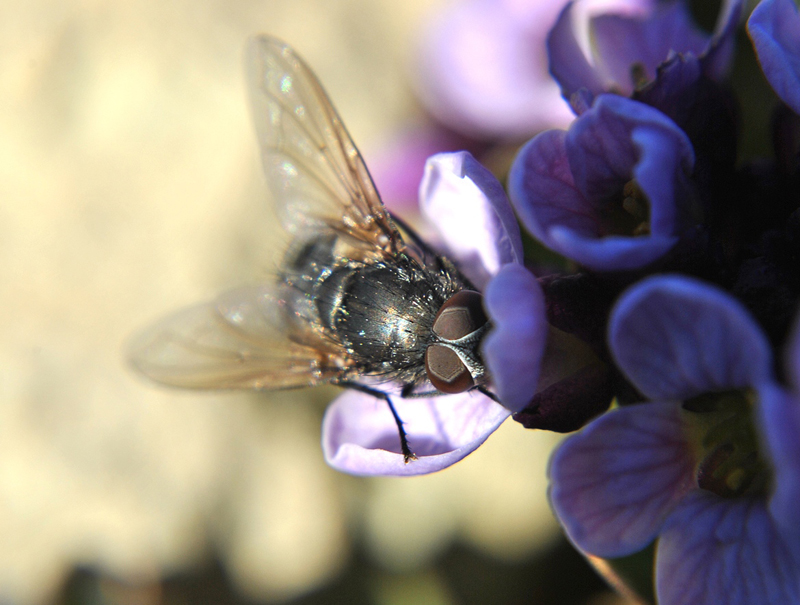 Diptera_