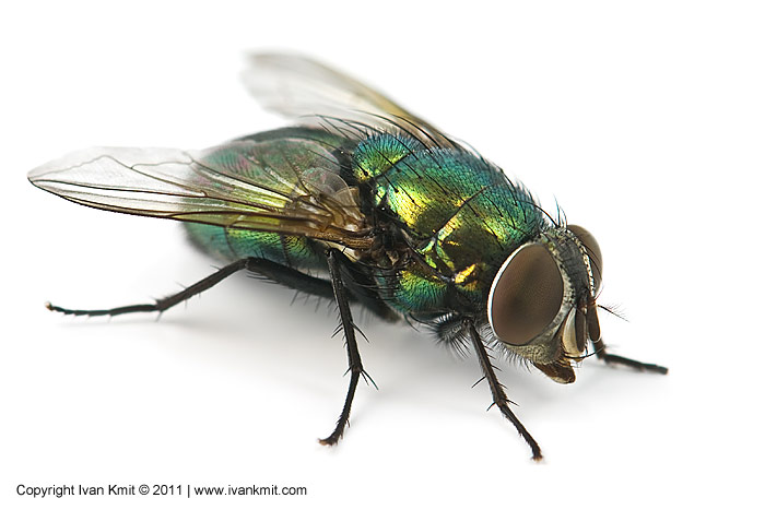 Green_Fly