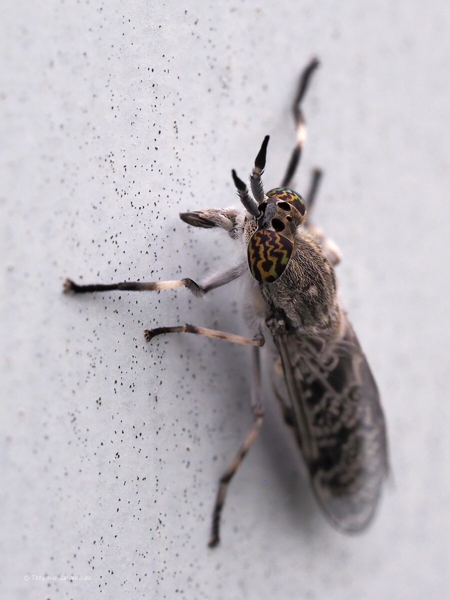 Haematopota_pluvialis_Linnaeus_1758_2018-07-25_12-40-24_3