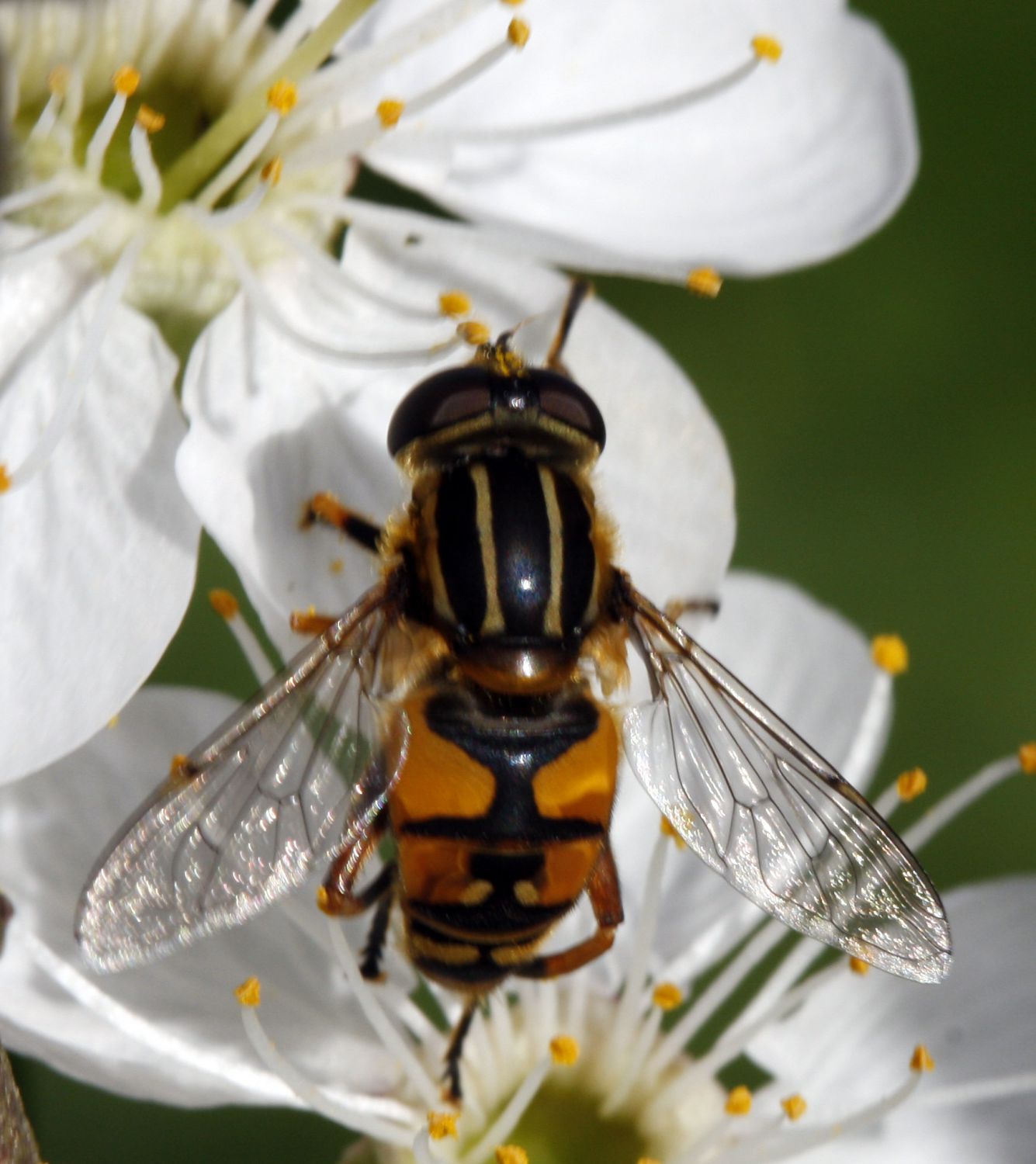 Helophilus_parallelus_