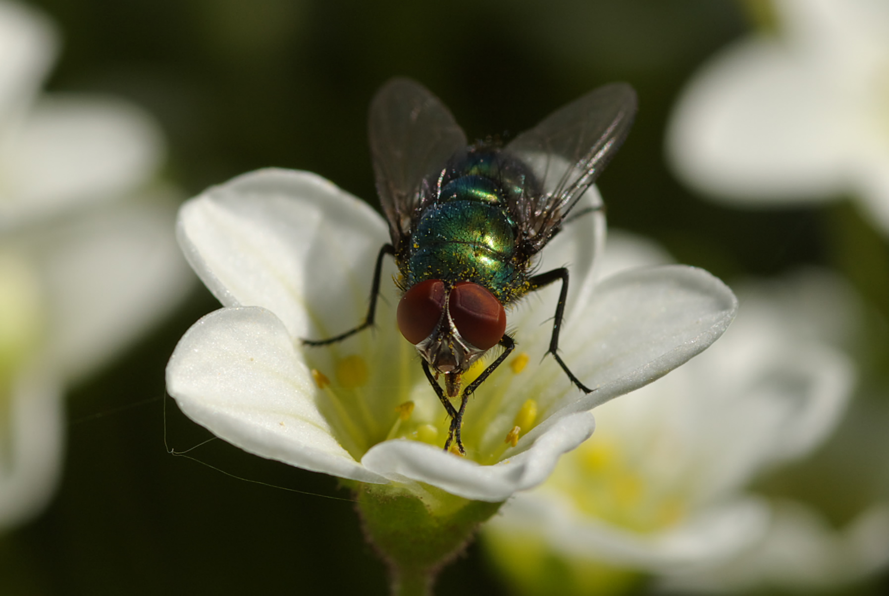 IMGP3750_1