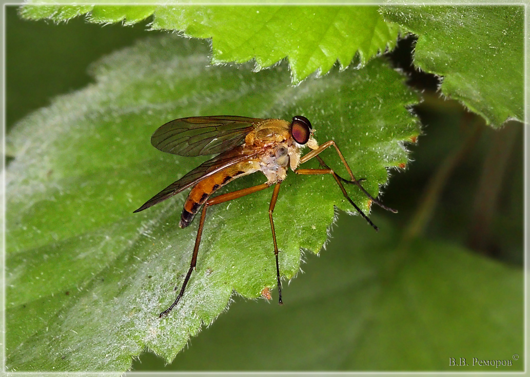 IMG_0156_05r_Rhagio_sp_