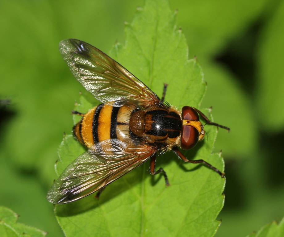 IMG_1939_Volucella_inanis_