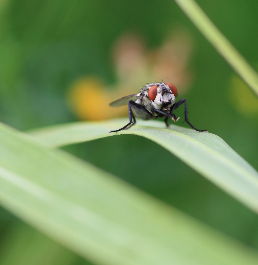 IMG_4107-5