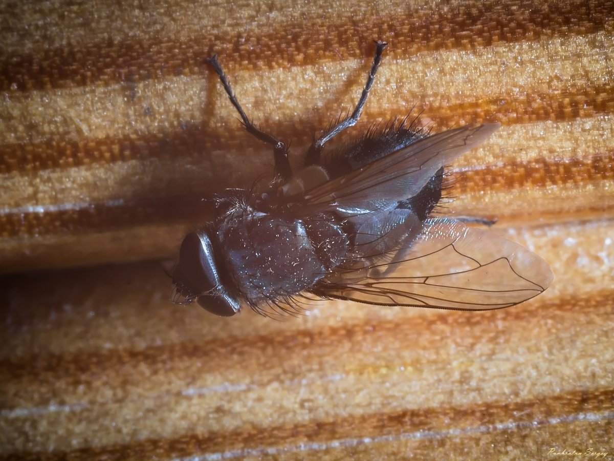 IMG_6193ps_sRGB_small_3