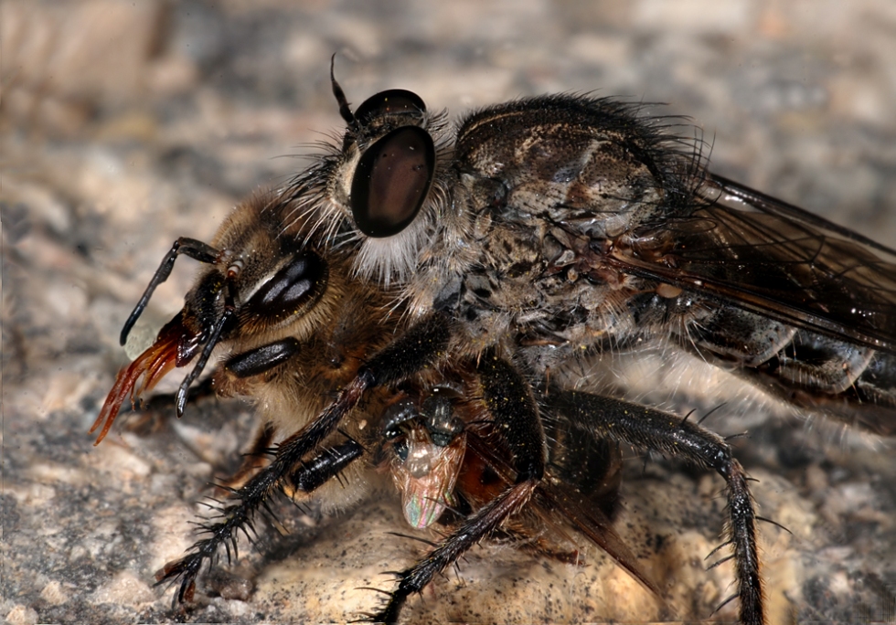 KTYR_PCHELA_MUKHA_WW