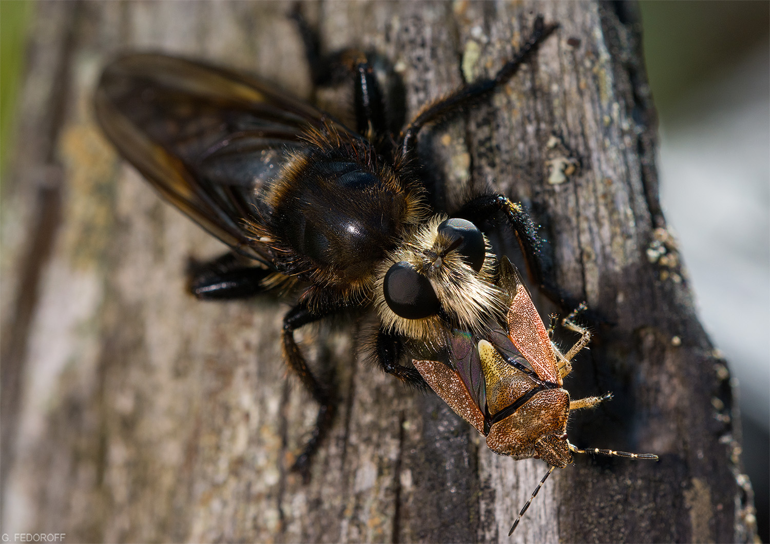 Laphria