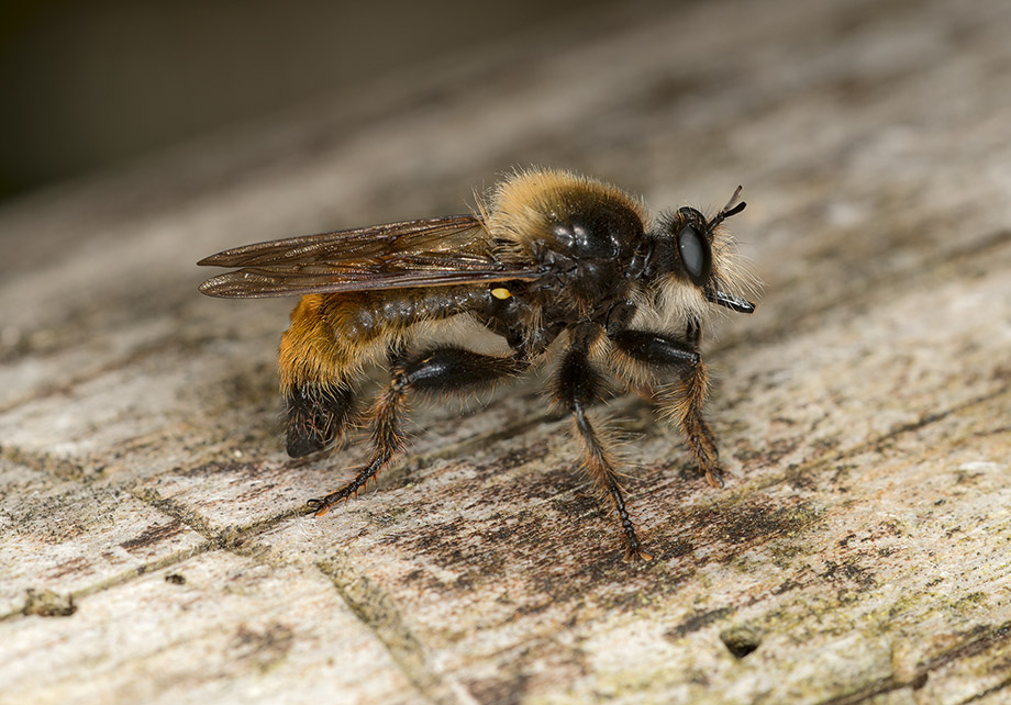 Laphria_ephippium