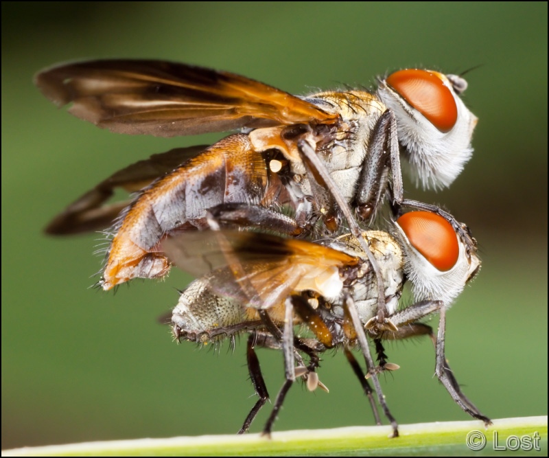 MG_4708_Ectophasia_crassipennis_-_ps_net