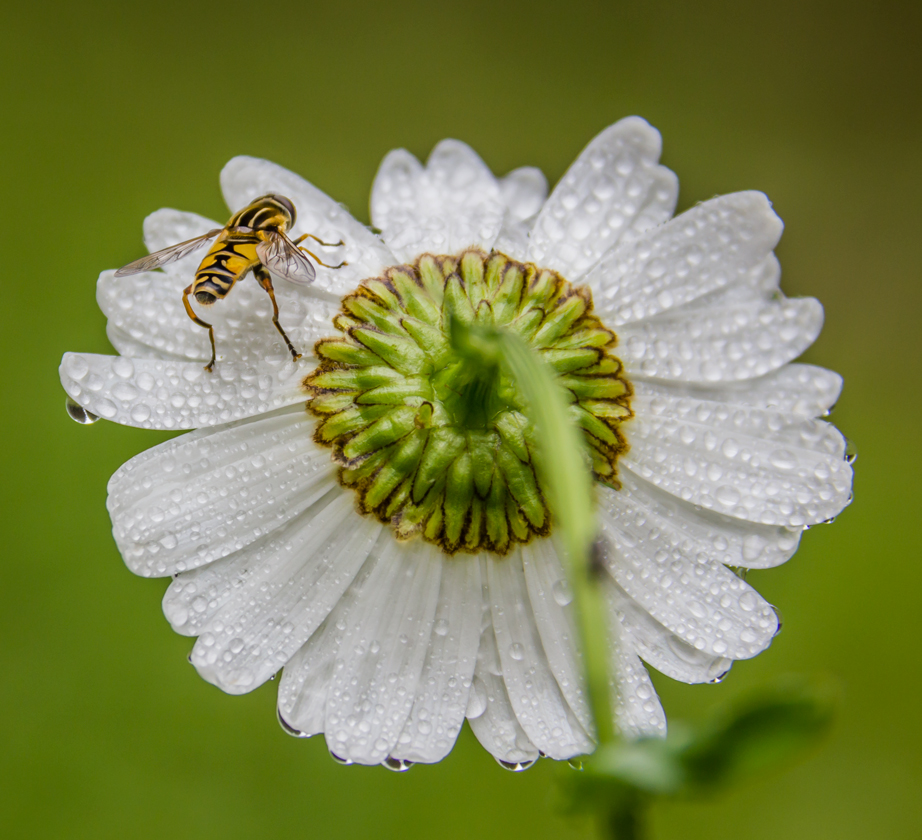 MG_4924-_-_-_-_--932_840--485_