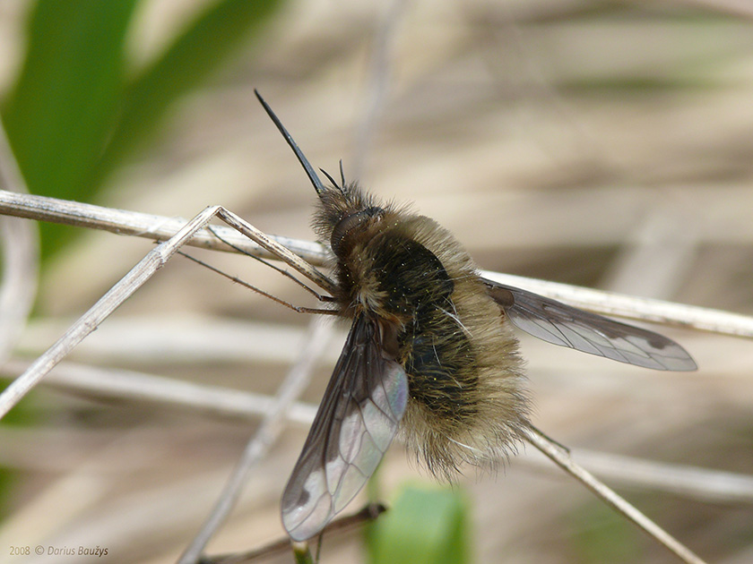 P1070733_macroclub_1