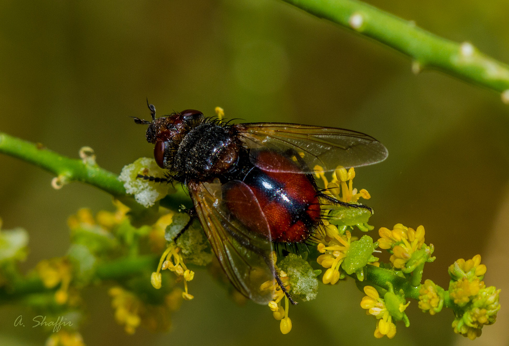 Red_hedgehog_fly_Dejeaniops_sp_Tachinidae_