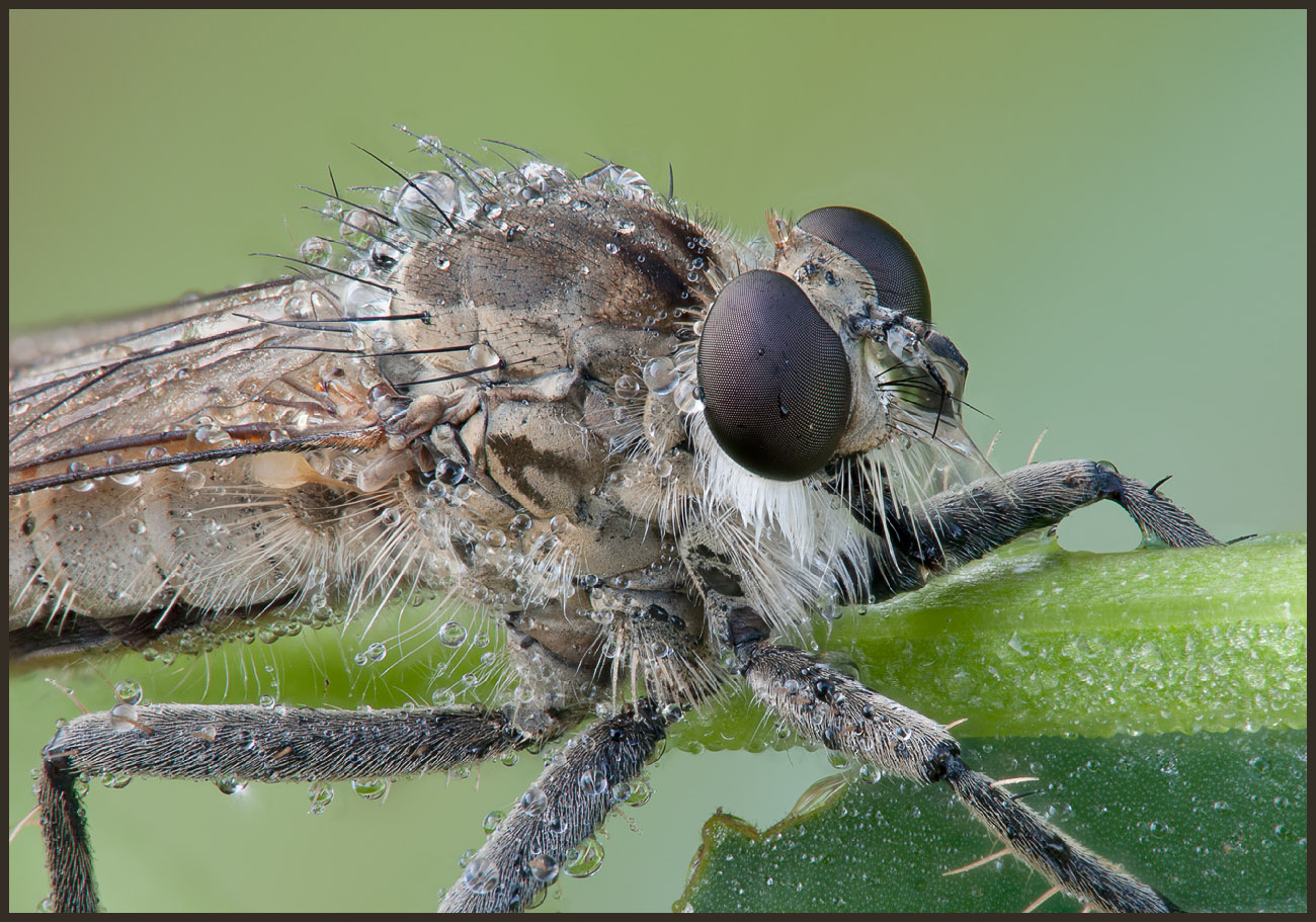 Robber_fly02