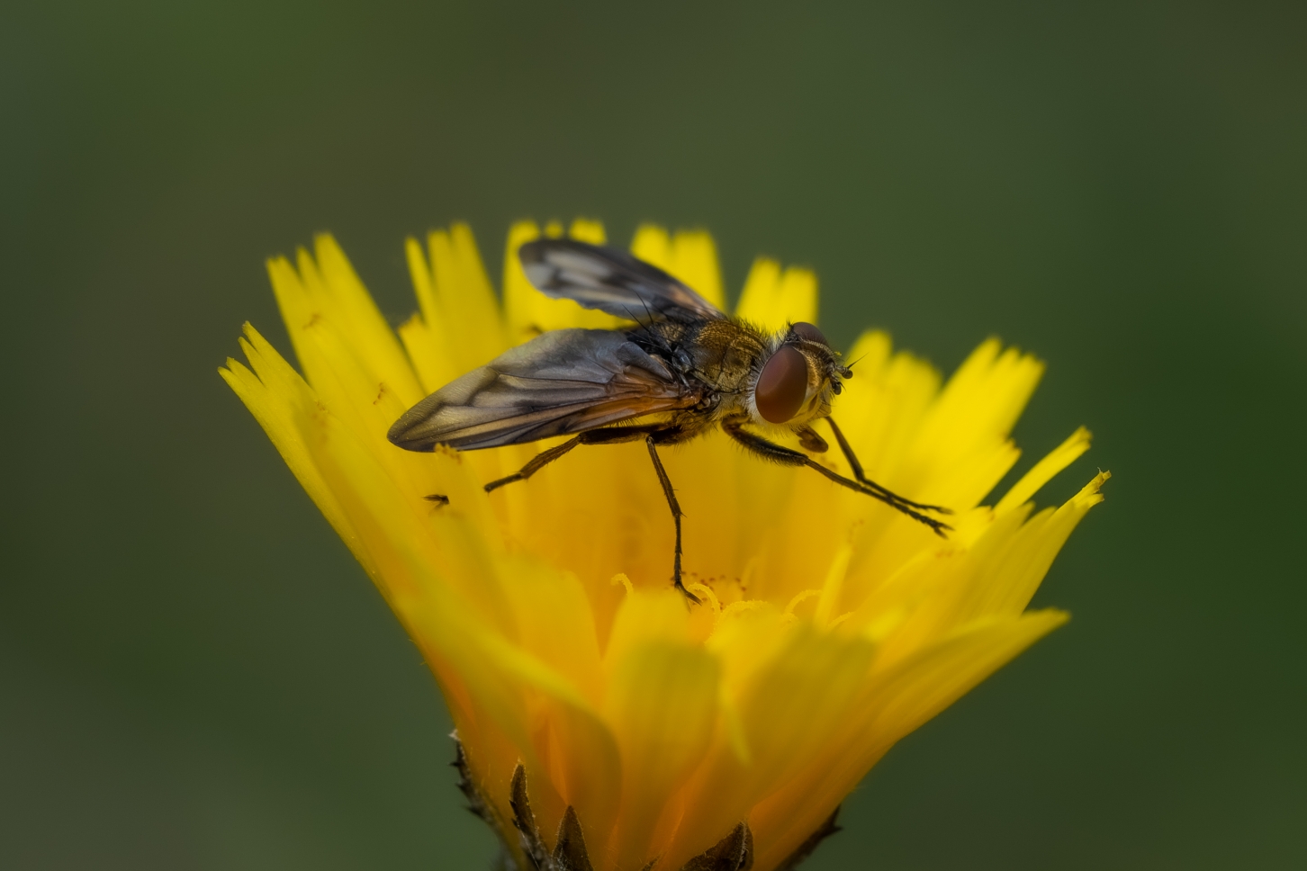 SAV00594-2_copy_1452x968