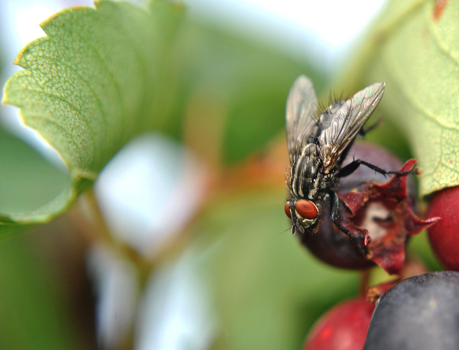 Sarcophaga_carnaria_1_