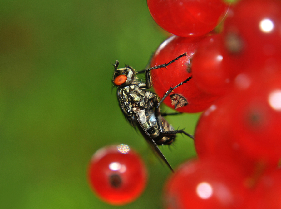 Sarcophaga_carnaria_2_