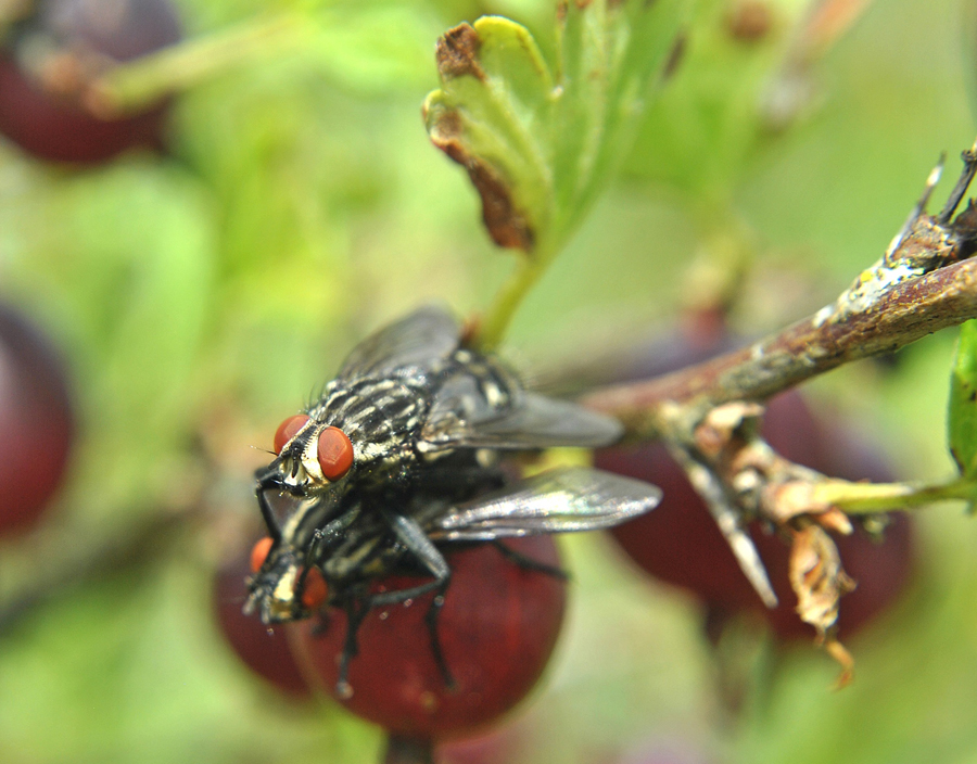 Sarcophaga_carnaria_3_