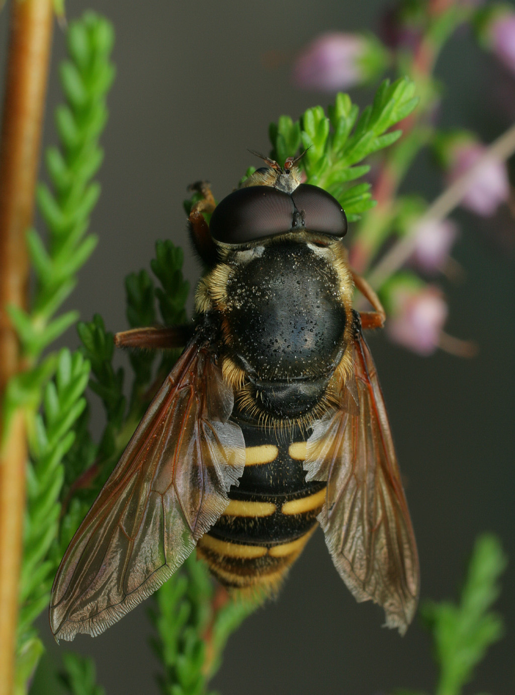 Sericomyia1024