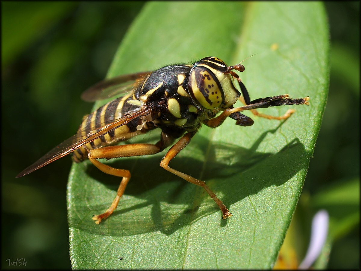 Spilomyia_diophthalma_-_Syrphidae_--_2012-08-30_15-16-01_--