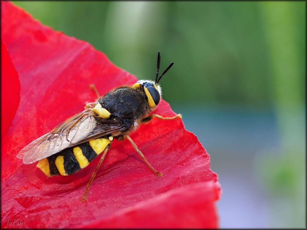 Stratiomyidae_Stratiomys_chamaeleon_2015-07-16_18-24-50_