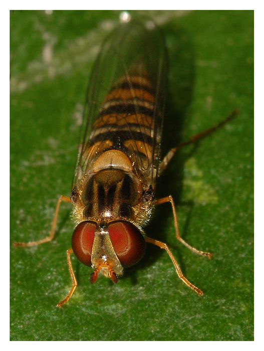 Syrph_6685