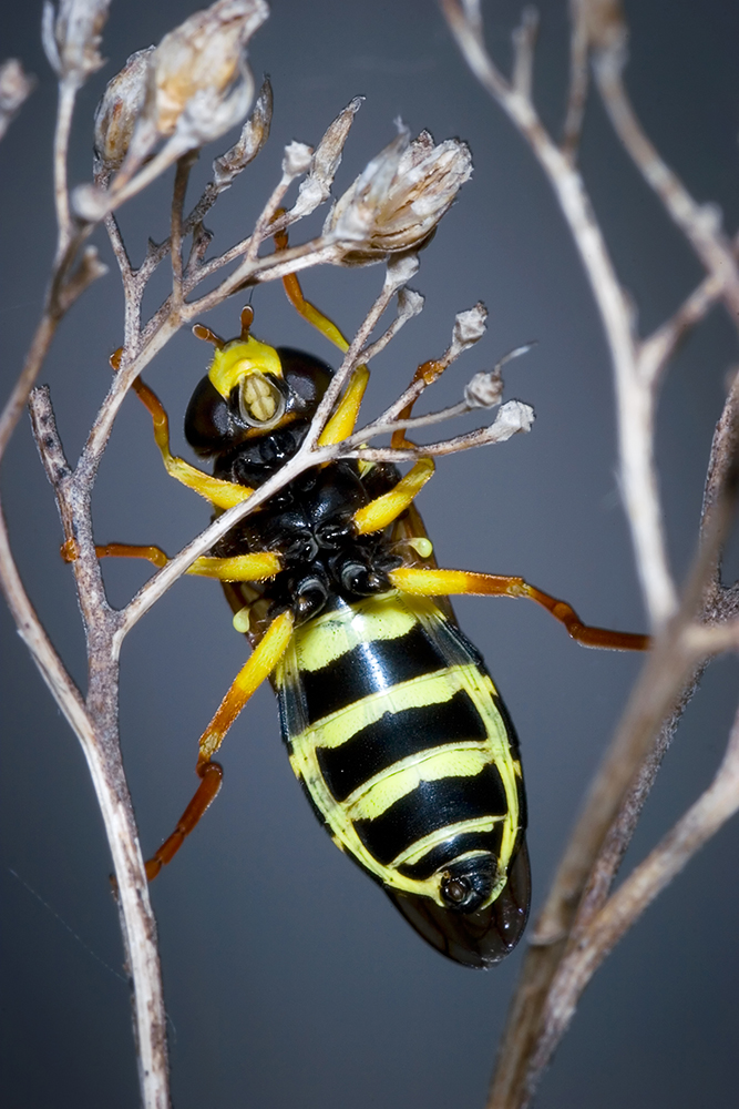 Syrphidae_