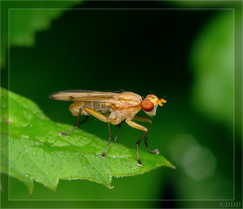 Tetanocera_sp01