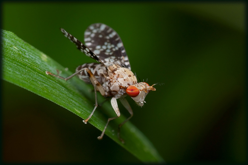 Trypetoptera_punctulata