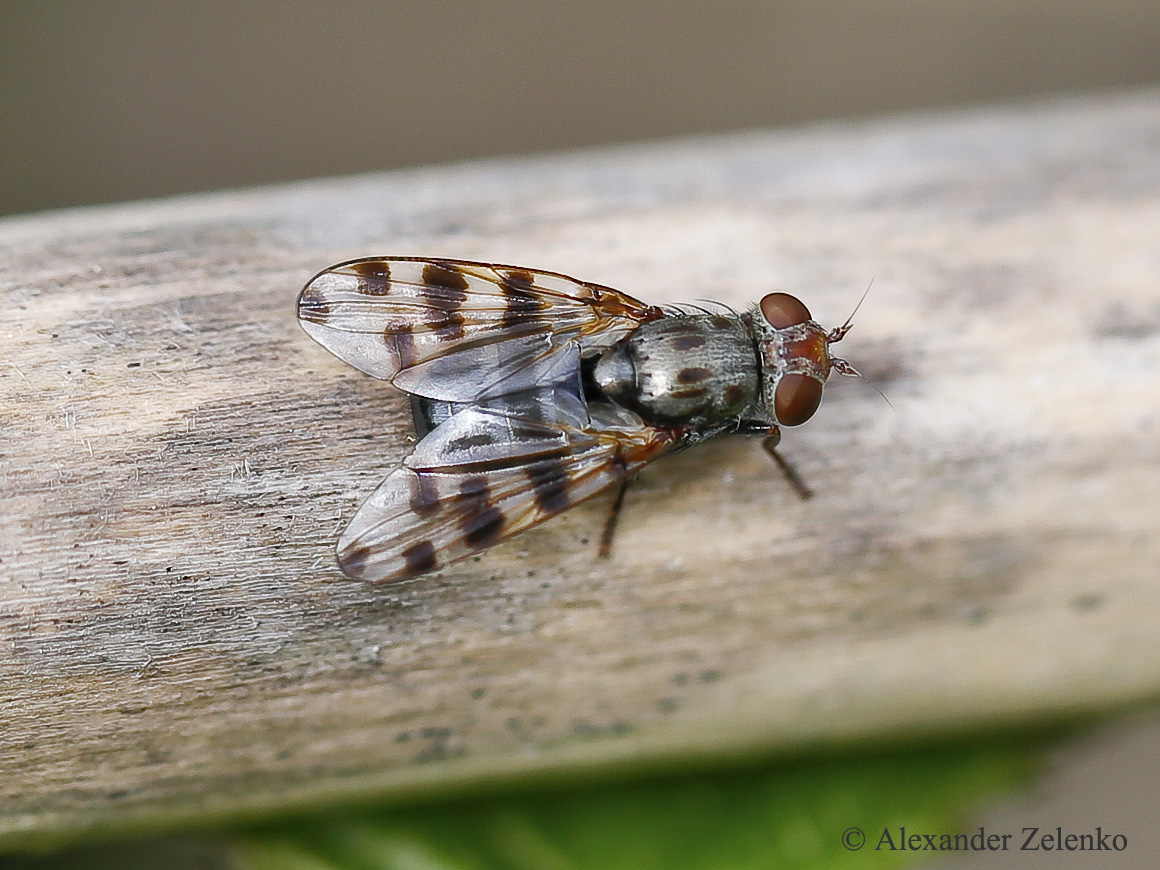 U7A2116_1_15April2017_Alexander_Zelenko