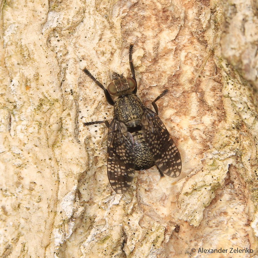 U7A3592_1_30April2017_Alexander_Zelenko