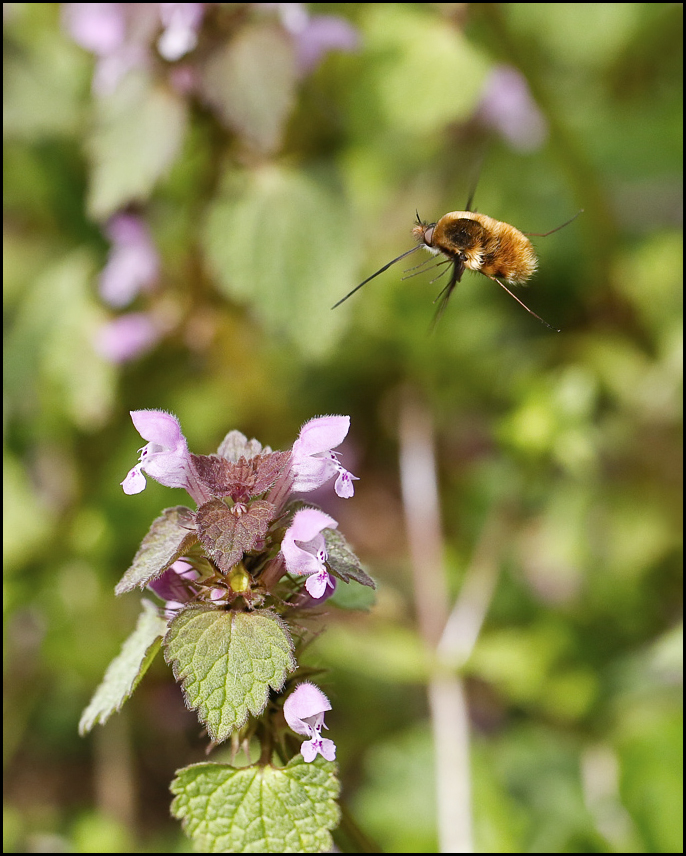 U7A6331_4_04April2016_Alexander_Zelenko