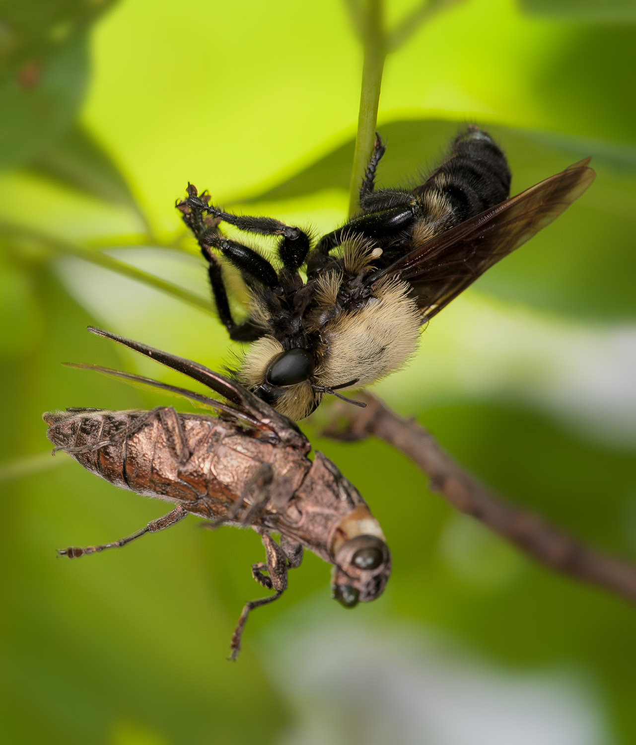 bb_robber_fly01