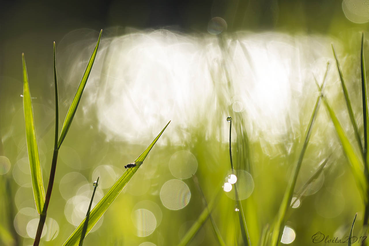 fly_in_the_morning_grass_with_dew_drops