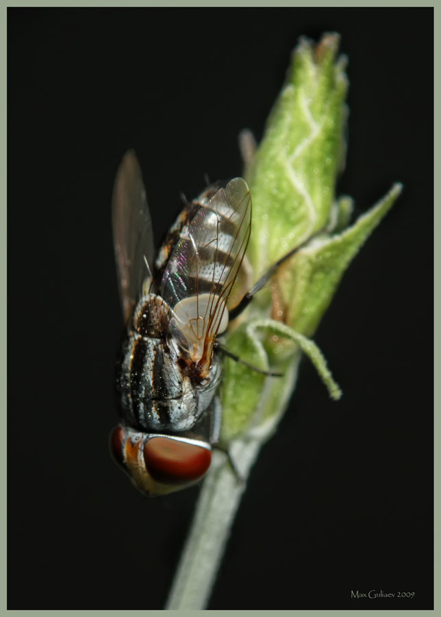 graphomya_maculata_