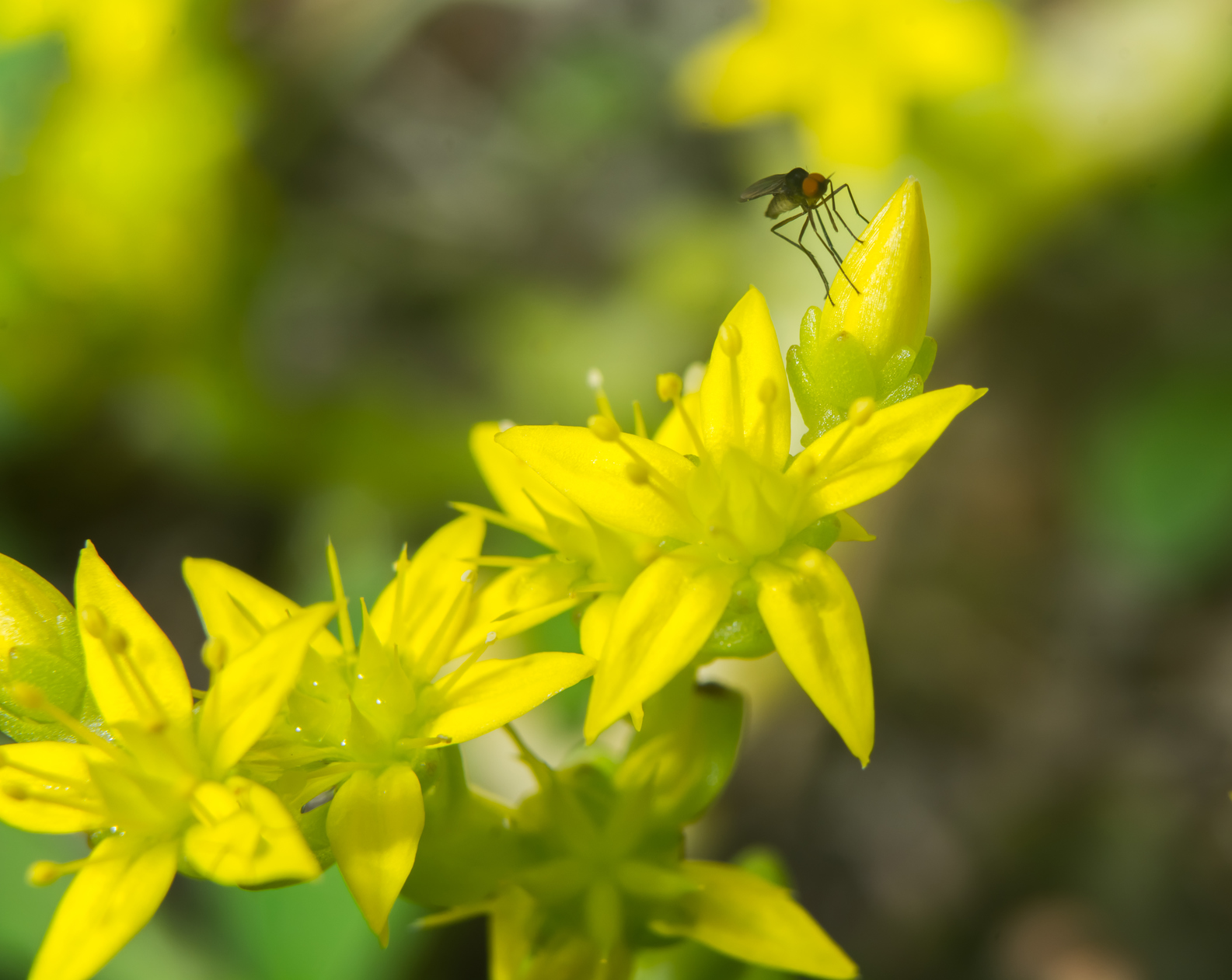 imgonline-com-ua-CompressBySize-FfKuzHhbKaTSWr