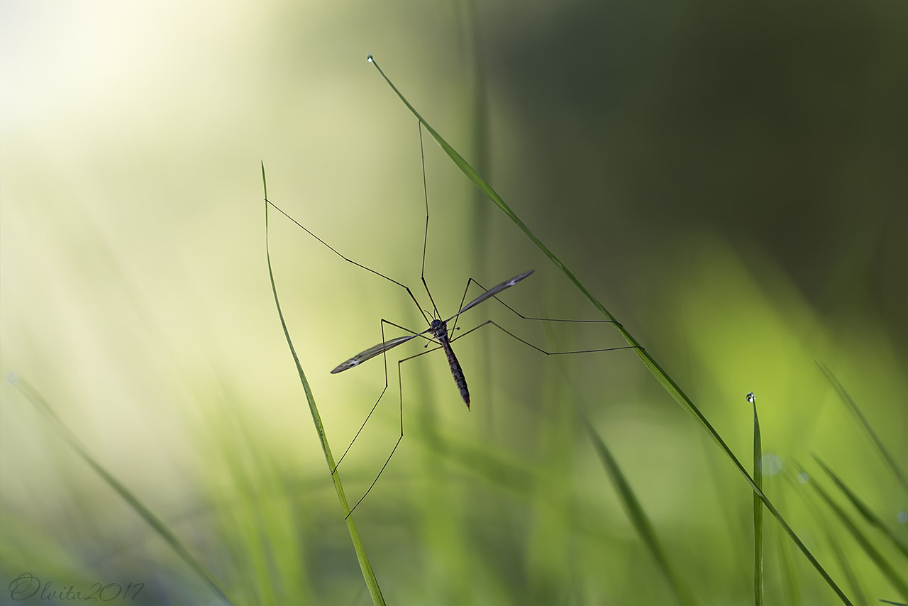 mosquito-long-legged_spread_his_legs_in_the_dewy_grass