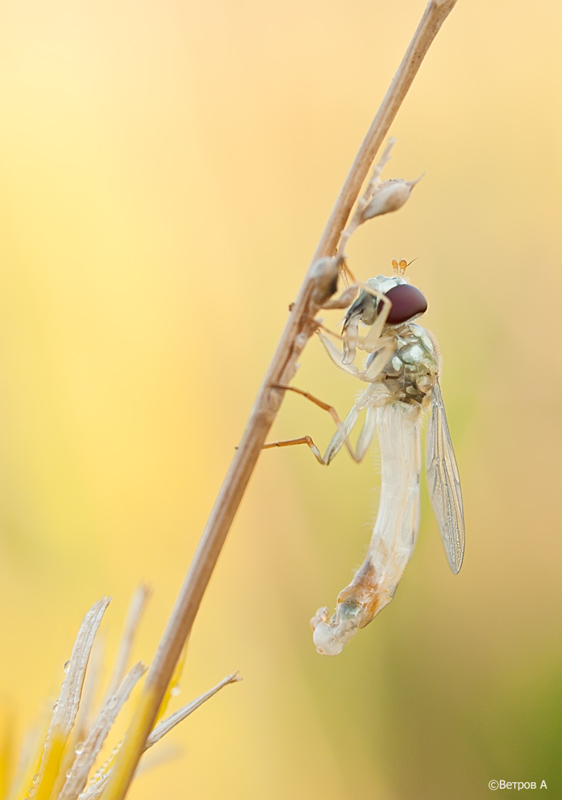 probuzhdenie_strannogo_zverya-res