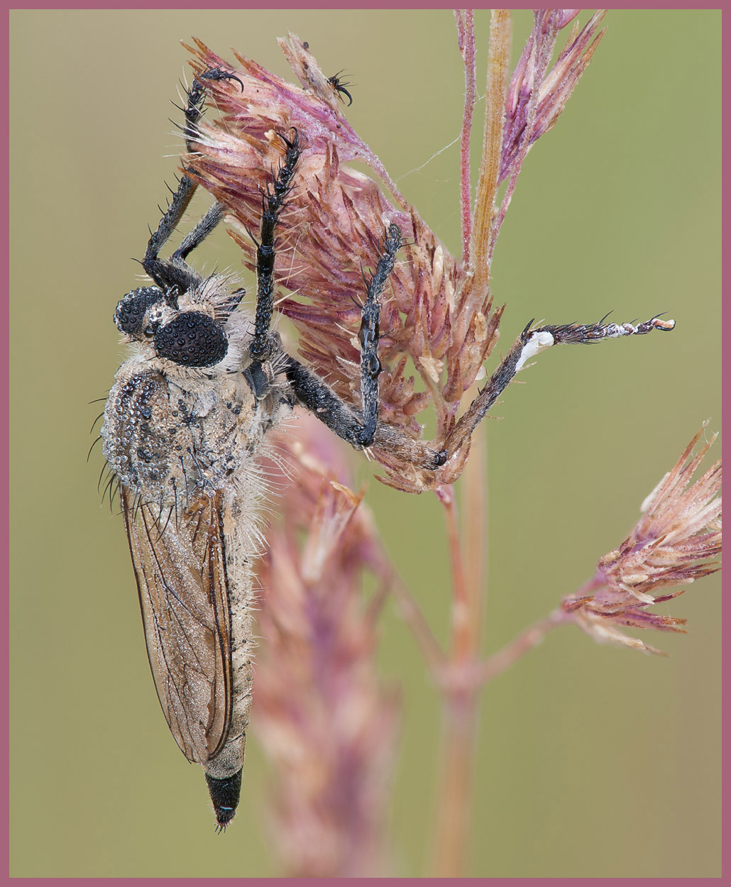 robber_fly_grunewald