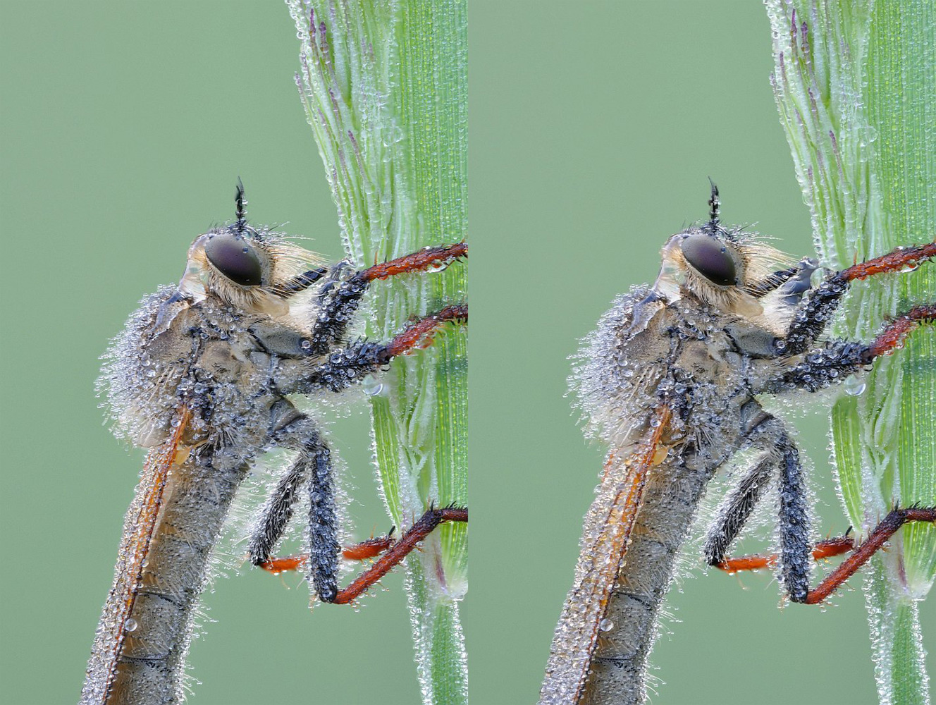 stereo_muha_ktir_v_xr