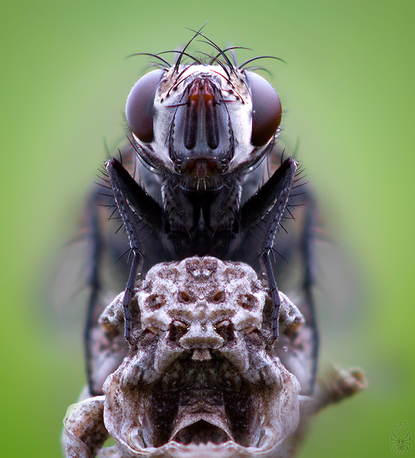 tachinidae-_portrait_