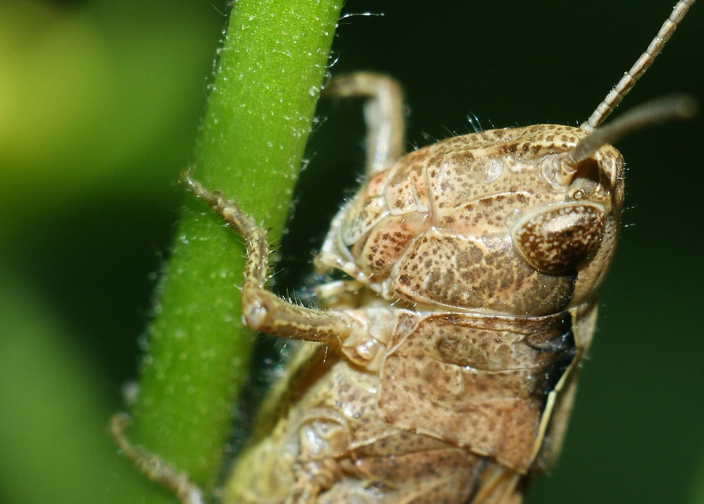 0_84d8d_2270f7dc_XXL