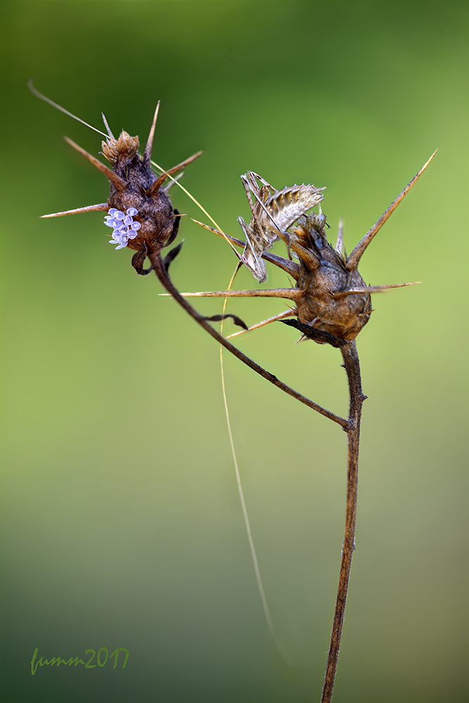 2017-08-06_22-41-28_FM1W