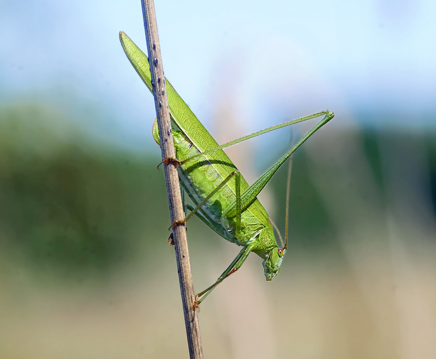 2Phaneroptera_falcata_6191