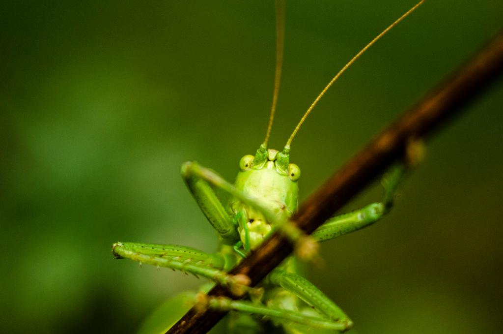 2_by_pterinochylus_ddh6v9u-fullview