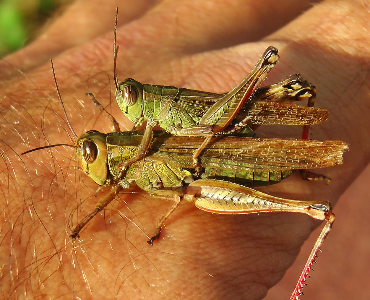 2grasshopper