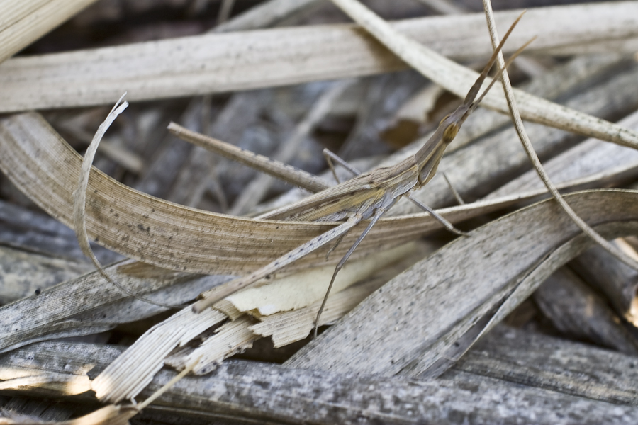 Acrida_oxycephala_s1